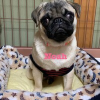 Noah(ノア)