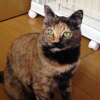 チョビ髭が可愛い女の子☆ショコラちゃん　5歳