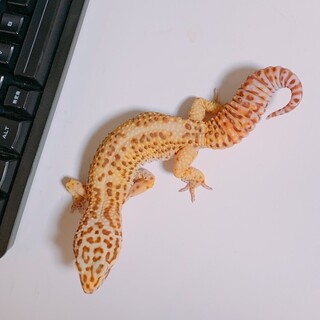 レオパ ードゲッコー（アダルト）