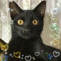 金色の瞳☆黒猫2歳位☆花道君