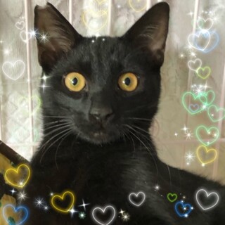 金色の瞳☆黒猫2歳位☆花道君