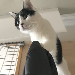 ☆黒白ハチワレのトトくん♂☆