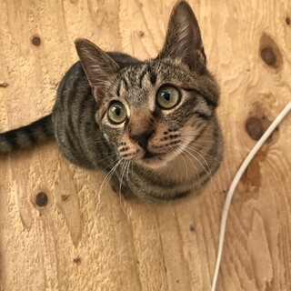 ＊キジトラのクルトン♂＊