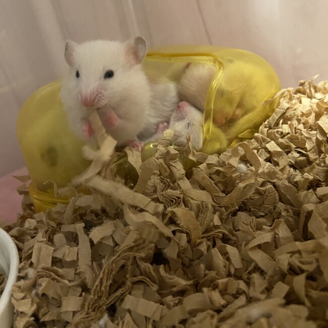 だいちゃん1201のカバー写真