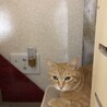 穏やかな性格で優しいももちゃん