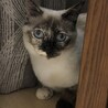 やんちゃなココア
