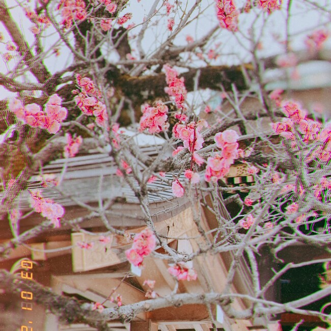 七田のカバー写真