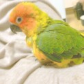 コガネメキシコインコ