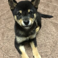 ハル