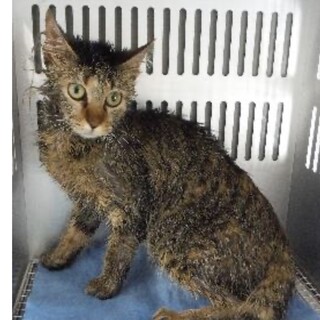 団体様より引き出し。成猫♀365