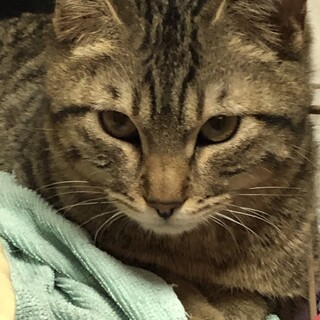 男の子なのに女の子みたいでとても可愛いココ君です。