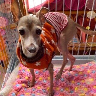 少しビビりさんですがすぐに慣れます