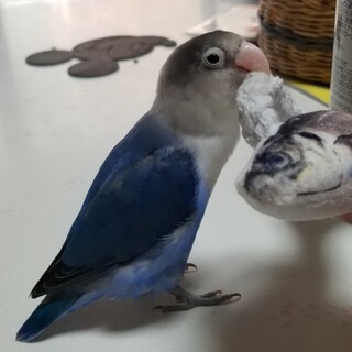 [里親決定致しました]ブルーボタンインコ
