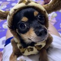 チワックス
