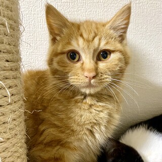 本当は甘えん坊でおとぼけなちゃぽ❤️