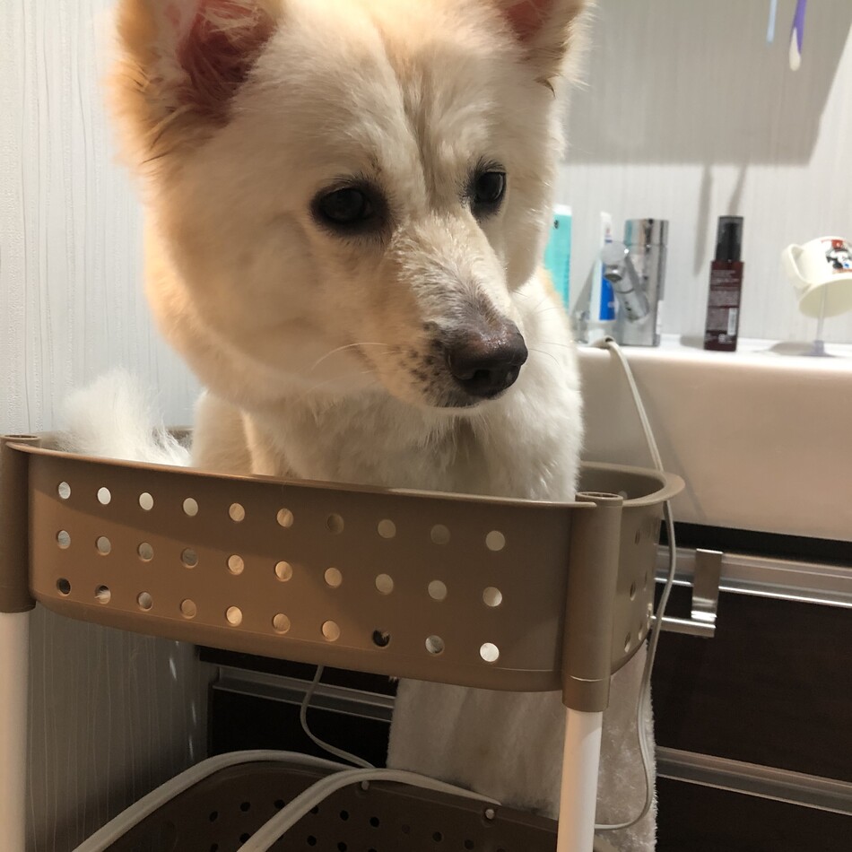 ちゃーのカバー写真
