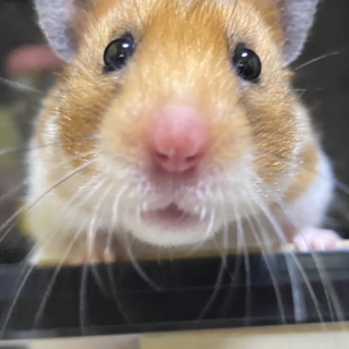  キンクマ の子供幼生期