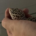 ヒョウモントカゲモドキ【難あり】