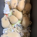 《再募集メス2匹》キンクマハムスター里親募集