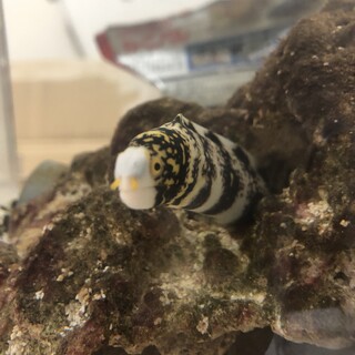 指のサイズのクモウツボ