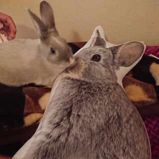 7ヶ月天真爛漫女の子のミニウサギです