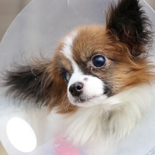 飼育放棄の全盲のパピヨンに温かな家族を探しています