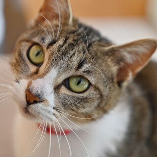 超甘えん坊のキジ白女の子　人が大好きです