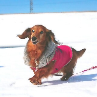 性格ピカイチのダックス『ミッキー』