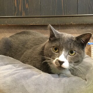 【保護猫】ぽぽ♂