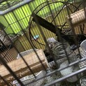 デグー2匹(オス3歳メス1歳)