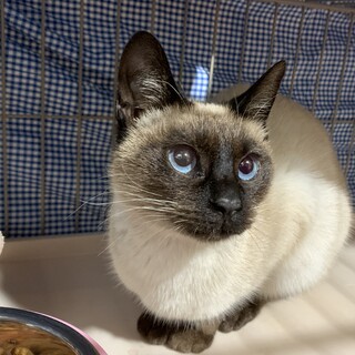 現在トライアル中