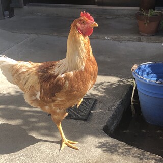 ♂のニワトリさん