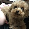 トイプードル 5歳 サムネイル2