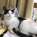 おかげさまで里親様が決まりました！