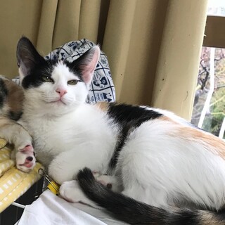 おかげさまで里親様が決まりました！