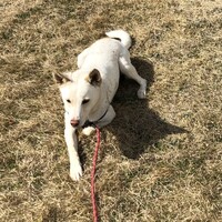 チョコ