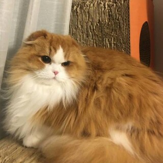 【3/15浅草橋】ロングスコティッシュ♡ジンくん