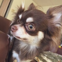 むぎ