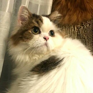 【3/15浅草橋】ロングスコティッシュ♡カルくん