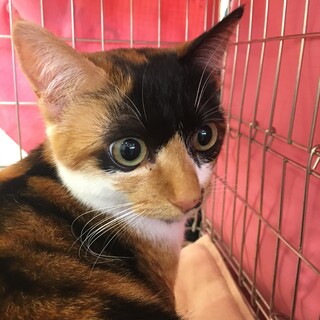 トライアル決定☆おしゃべりタマ子（仮名）