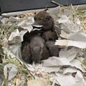 デグーの里親募集中