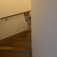 うめこ
