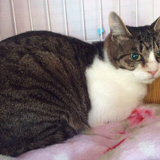 キジ白大人猫さん、抱っこもできます！