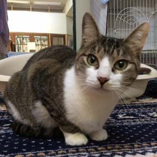 キジ白美猫さん。活発な女の子です