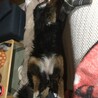 眠い