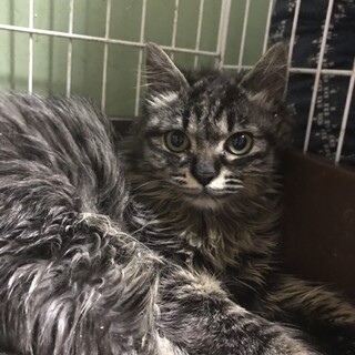 もしゃもしゃカナヲちゃん