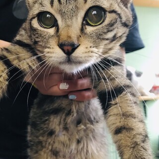 ビビリの甘えん坊男子かんすけ