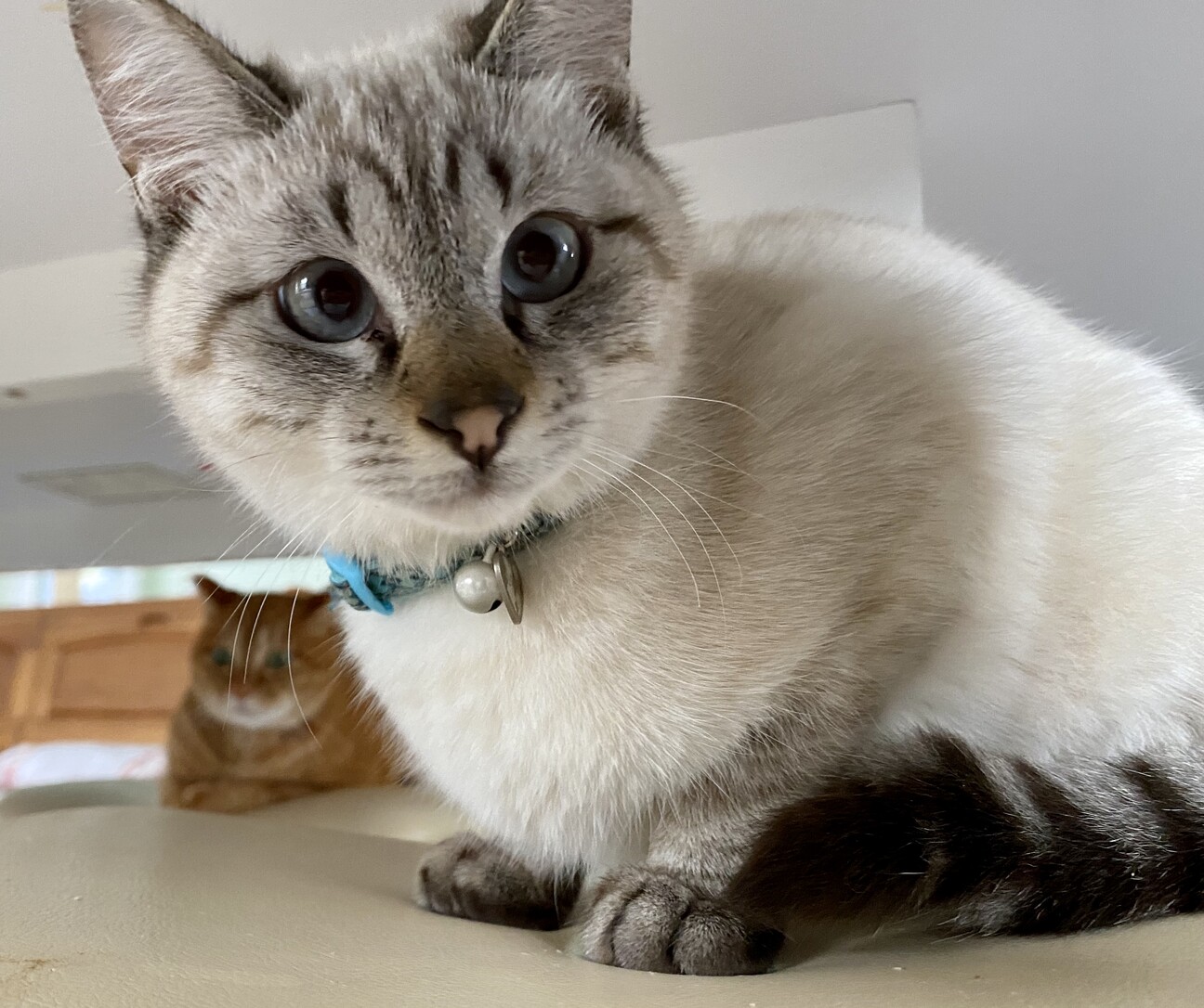 保護猫】ジャムくん♂」千葉県 - 猫の里親募集(304369) 1枚目の