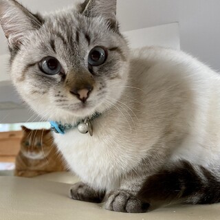 【保護猫】ジャムくん♂