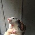 ファンシーラット里親募集中